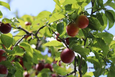 immature Common plum(Prunus domestica) fruit on plum tree