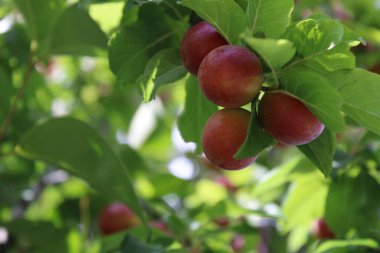 immature Common plum(Prunus domestica) fruit on plum tree