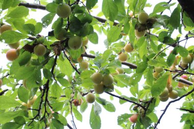 immature Common plum(Prunus domestica) fruit on plum tree