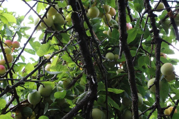 Ameixa Comum Imatura Prunus Domestica Fruta Ameixa — Fotografia de Stock