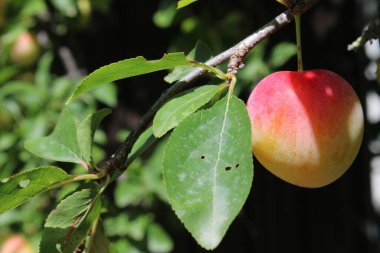 immature Common plum(Prunus domestica) fruit on plum tree