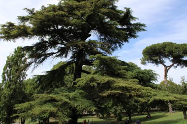 Ormandaki sık ağaçlar ve doğal yeşillikler.