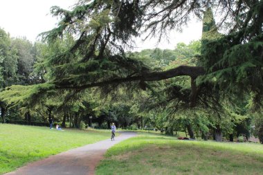 Ormandaki sık ağaçlar ve doğal yeşillikler.