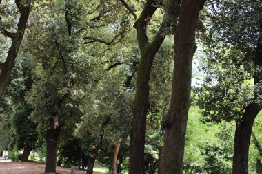 Ormandaki sık ağaçlar ve doğal yeşillikler.