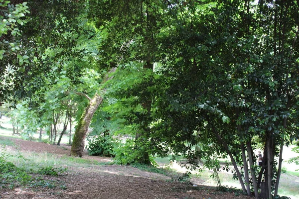 Tät Skog Äldre Träd Och Naturlig Grönska Skogen — Stockfoto