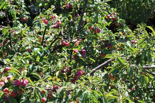 Bahçedeki erik ağacında yaygın erik (Prunus domestica) meyvesi
