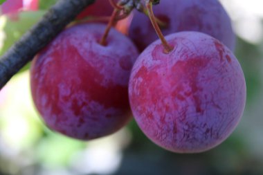 Bahçedeki erik ağacında yaygın erik (Prunus domestica) meyvesi