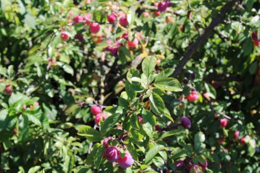 Bahçedeki erik ağacında yaygın erik (Prunus domestica) meyvesi