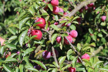 Bahçedeki erik ağacında yaygın erik (Prunus domestica) meyvesi