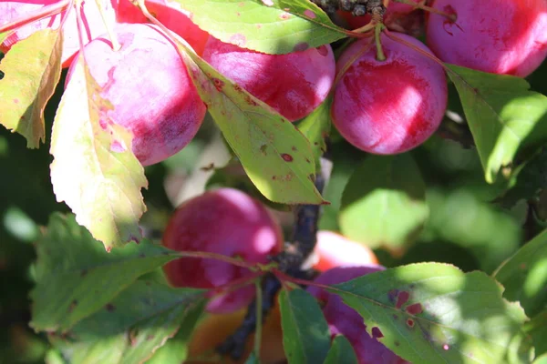Zwetschgenfrucht Prunus Domestica Auf Pflaumenbaum Garten — Stockfoto