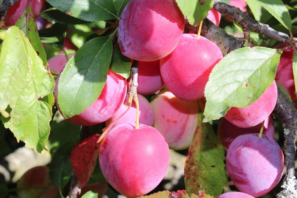 Ciruela Común Prunus Domestica Fruta Ciruelo Jardín —  Fotos de Stock