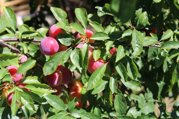 Zwetschgenfrucht Prunus Domestica Auf Pflaumenbaum Garten — Stockfoto