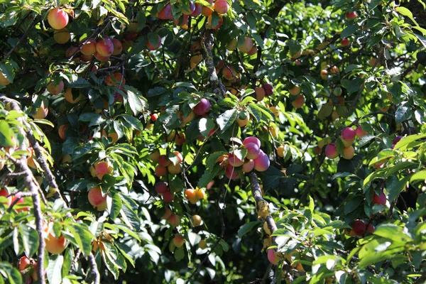 Bahçedeki erik ağacında yaygın erik (Prunus domestica) meyvesi