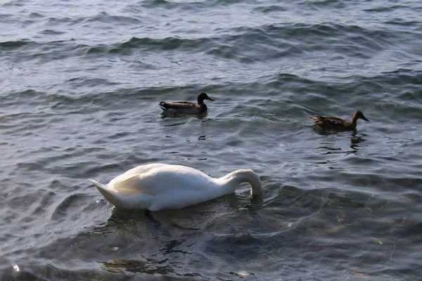 Cisne Lago Con Agua Azul Del Lago Fondo — Foto de Stock