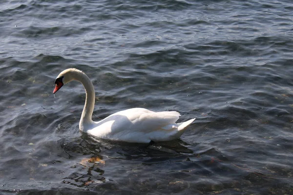 Cisne Lago Con Agua Azul Del Lago Fondo — Foto de Stock