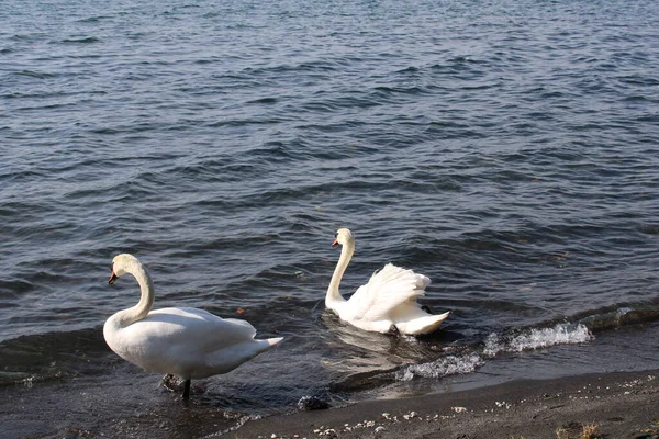 Cisne Lago Con Agua Azul Del Lago Fondo — Foto de Stock