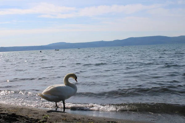 swan on lake with blue lake water in background