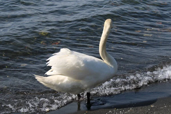 Cisne Lago Con Agua Azul Del Lago Fondo — Foto de Stock