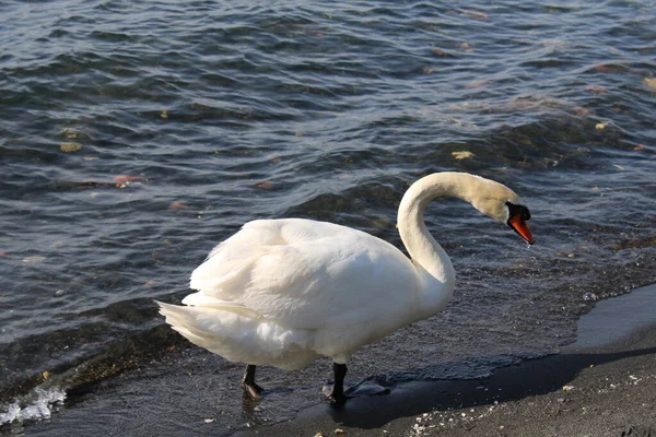 swan on lake with blue lake water in background