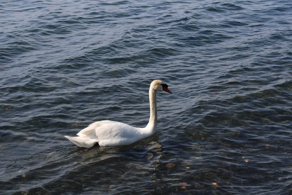 Лебедь Озере Голубой Водой Озера Фоновом Режиме — стоковое фото