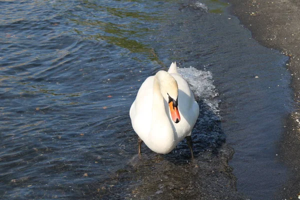 Cisne Lago Con Agua Azul Del Lago Fondo — Foto de Stock