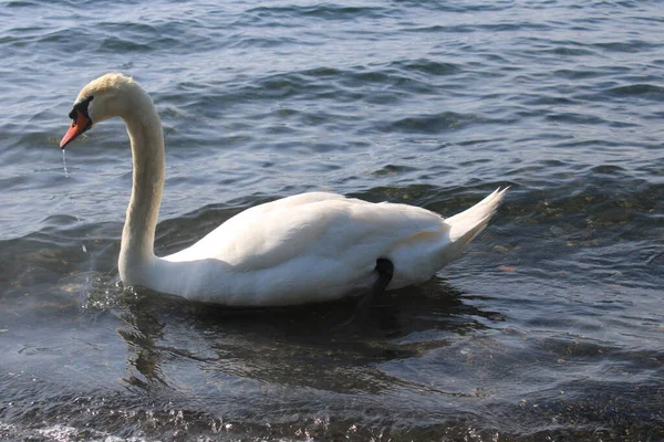 swan on lake with blue lake water in background