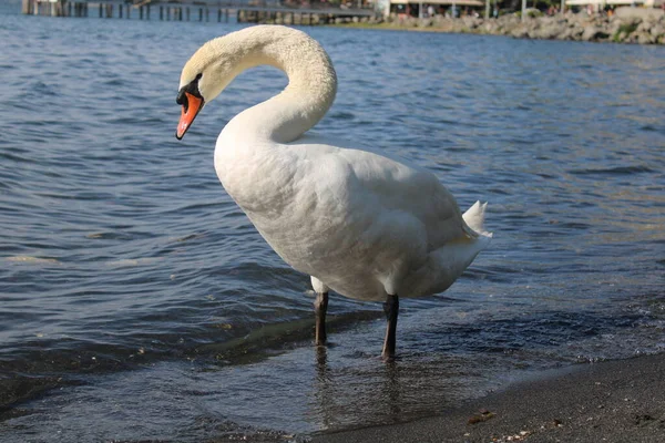 Cisne Lago Con Agua Azul Del Lago Fondo — Foto de Stock