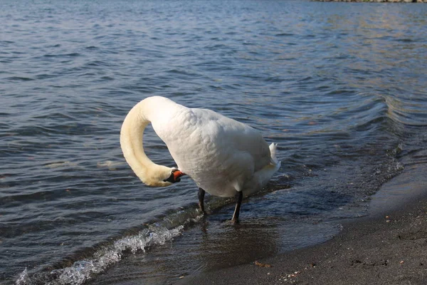 swan on lake with blue lake water in background