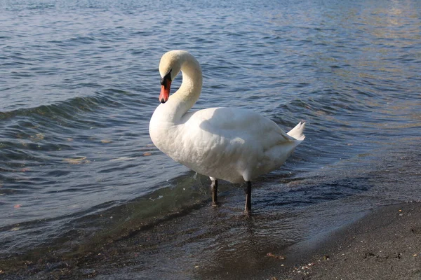 Cisne Lago Con Agua Azul Del Lago Fondo — Foto de Stock