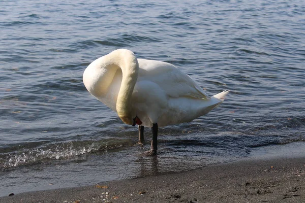 Cisne Lago Con Agua Azul Del Lago Fondo — Foto de Stock