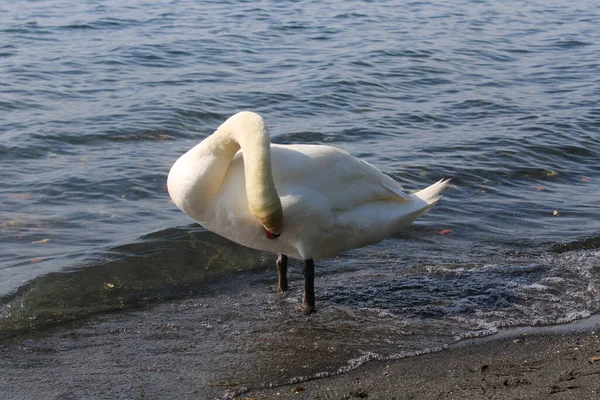 Лебедь Озере Голубой Водой Озера Фоновом Режиме — стоковое фото