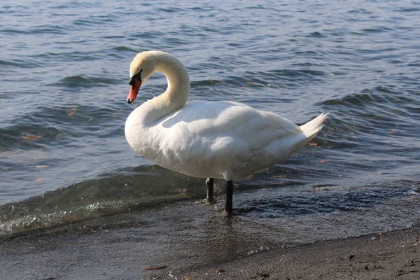 Cisne Lago Con Agua Azul Del Lago Fondo — Foto de Stock