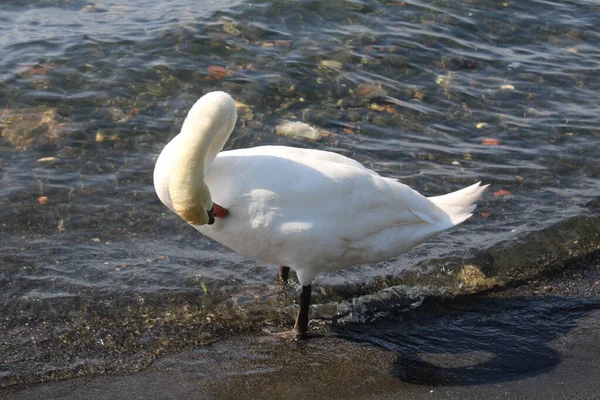 Cisne Lago Con Agua Azul Del Lago Fondo — Foto de Stock