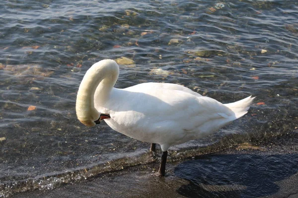 Schwan See Mit Blauem Seewasser Hintergrund — Stockfoto