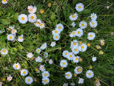 Papatya çiçekleri sıra sıra beyaz papatya çiçeklerinde