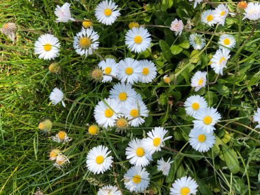 Papatya çiçekleri sıra sıra beyaz papatya çiçeklerinde