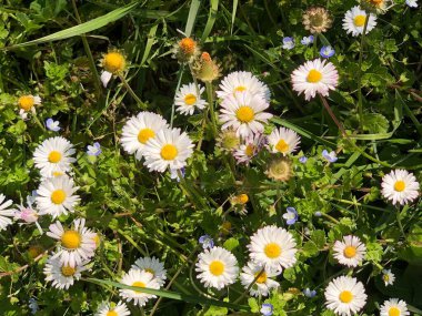 Papatya çiçekleri sıra sıra beyaz papatya çiçeklerinde