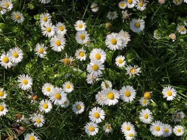 Papatya çiçekleri sıra sıra beyaz papatya çiçeklerinde