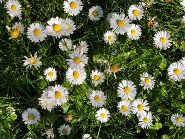 Papatya çiçekleri sıra sıra beyaz papatya çiçeklerinde