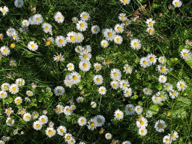 Papatya çiçekleri sıra sıra beyaz papatya çiçeklerinde