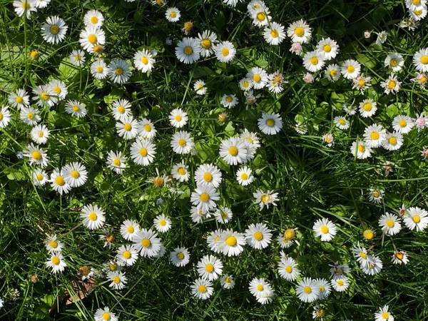 Daisy Flowers Wilder Row White Daisy Flowers — Stock Photo, Image