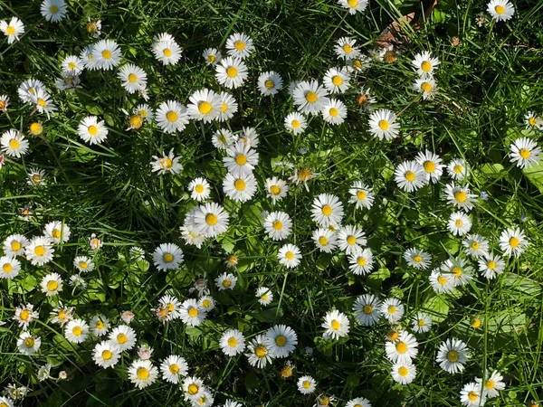 Sedmikrásky Květiny Divočině Řadě Bílé Sedmikrásky Květiny — Stock fotografie