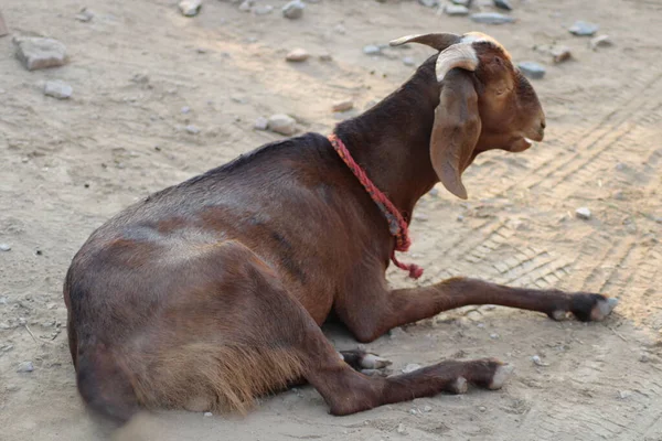 ヤギのインド種のヤギは — ストック写真