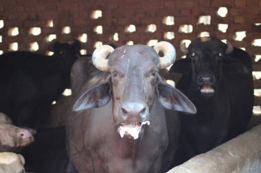 Hint su bufalosunun başına yakın görüş.