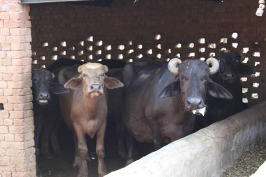 Hint su bufalosunun başına yakın görüş.