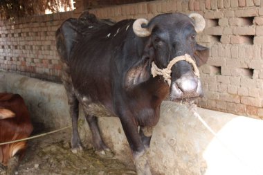 Hint su bufalosunun başına yakın görüş.