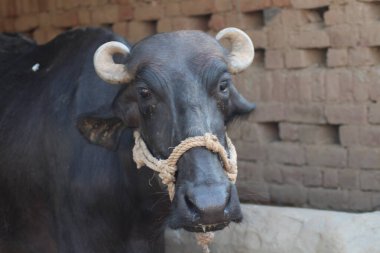 Hint su bufalosunun başına yakın görüş.