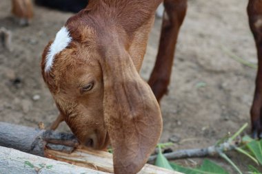 Hintli keçi soyundan bir mandıra hayvanı