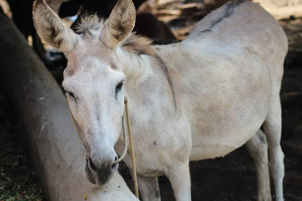 Donkey Domestic Weight Bearing Animal — Stock Photo, Image