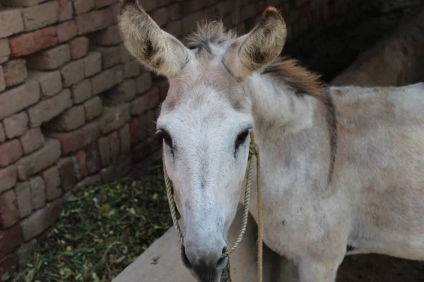 Burro Animal Doméstico Carga — Fotografia de Stock